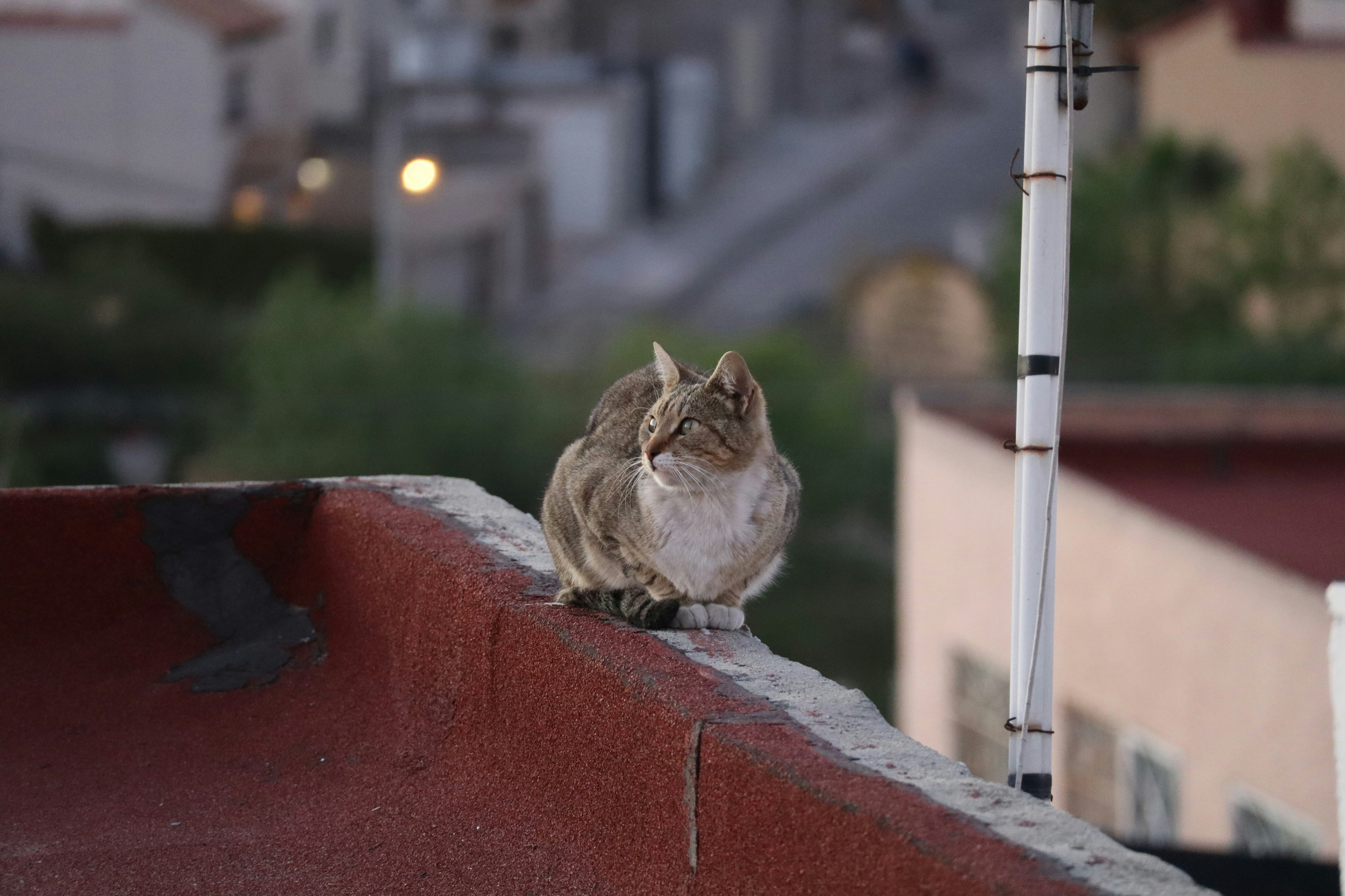 Chattering at Birds: The Hunter’s Lament (image credits: unsplash)