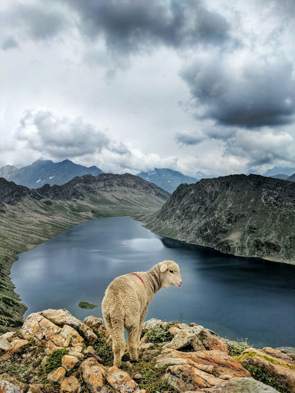 a sheep standing on top of a rocky hill