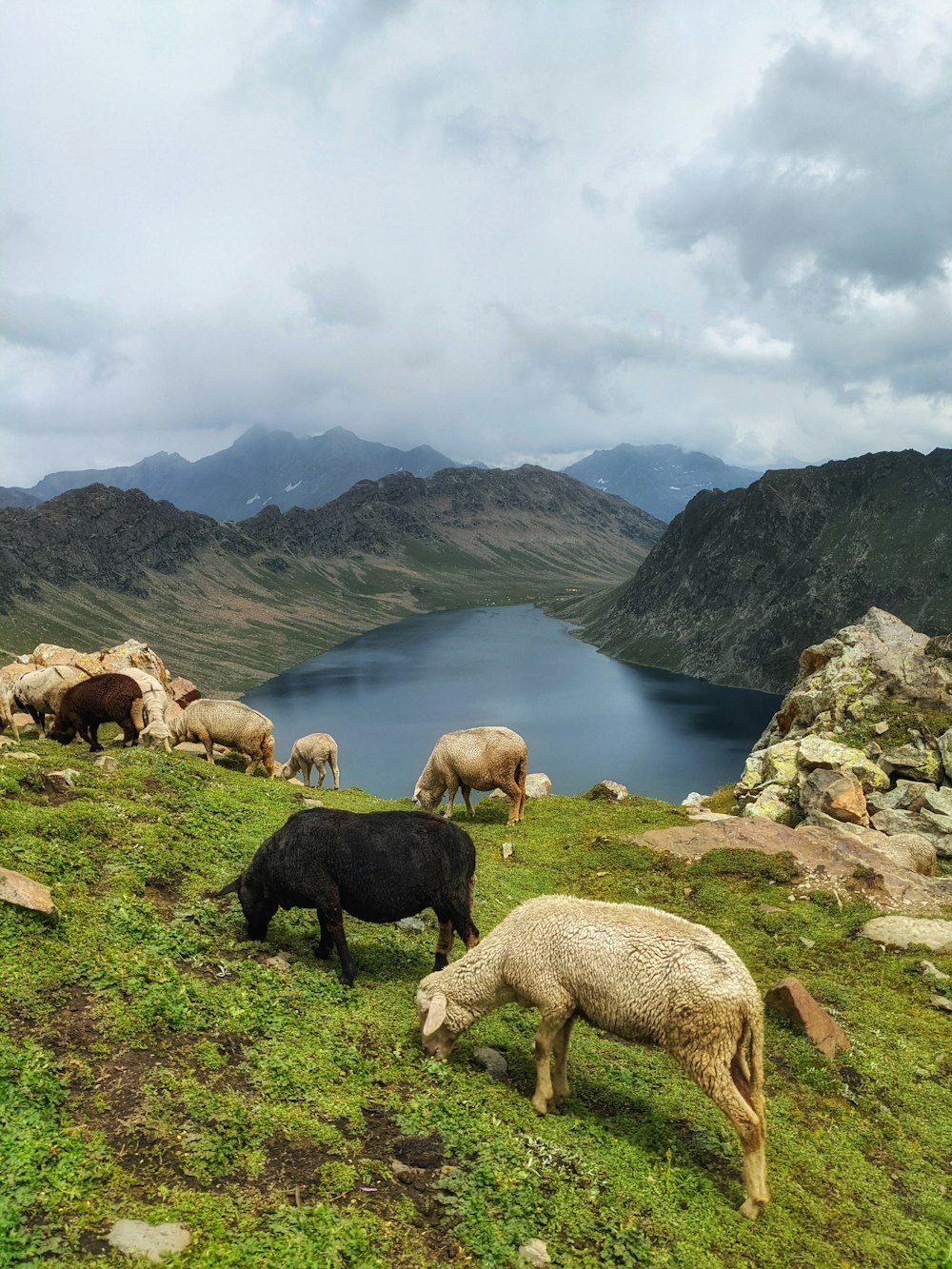 a herd of sheep grazing on a lush green hillside