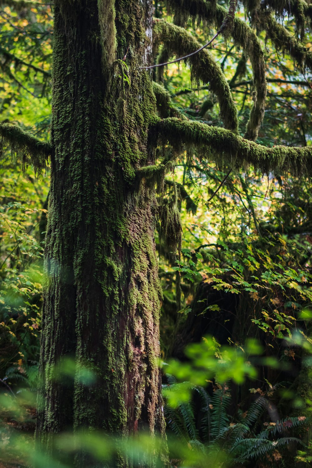 a mossy tree in the middle of a forest