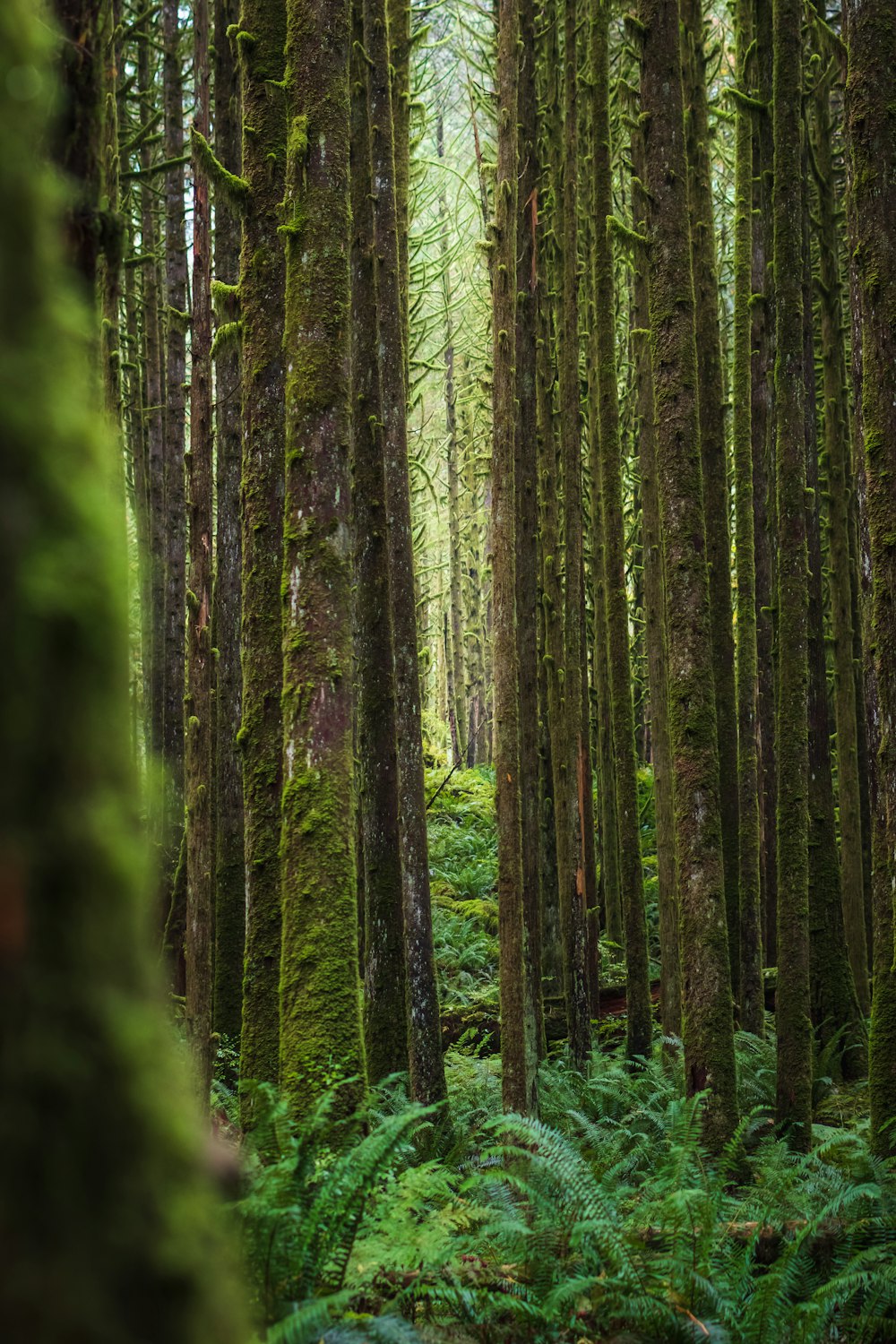 a lush green forest filled with lots of trees