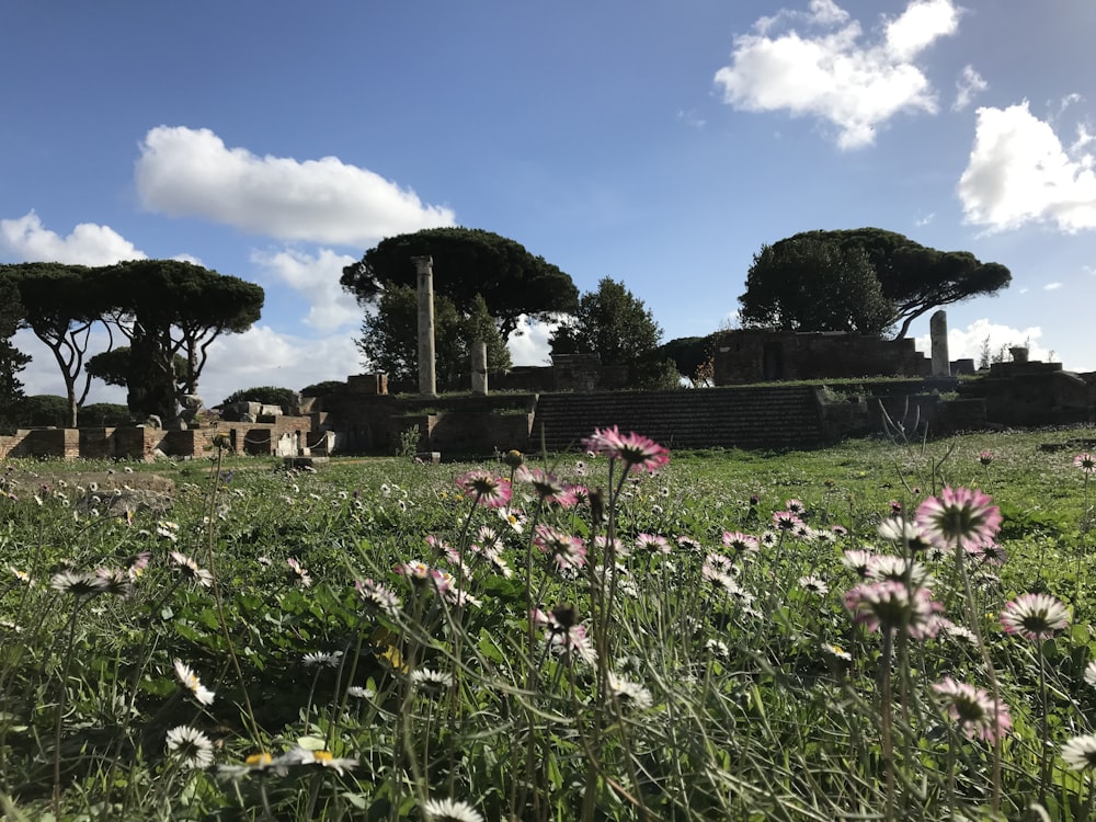 a field with flowers and trees in the background