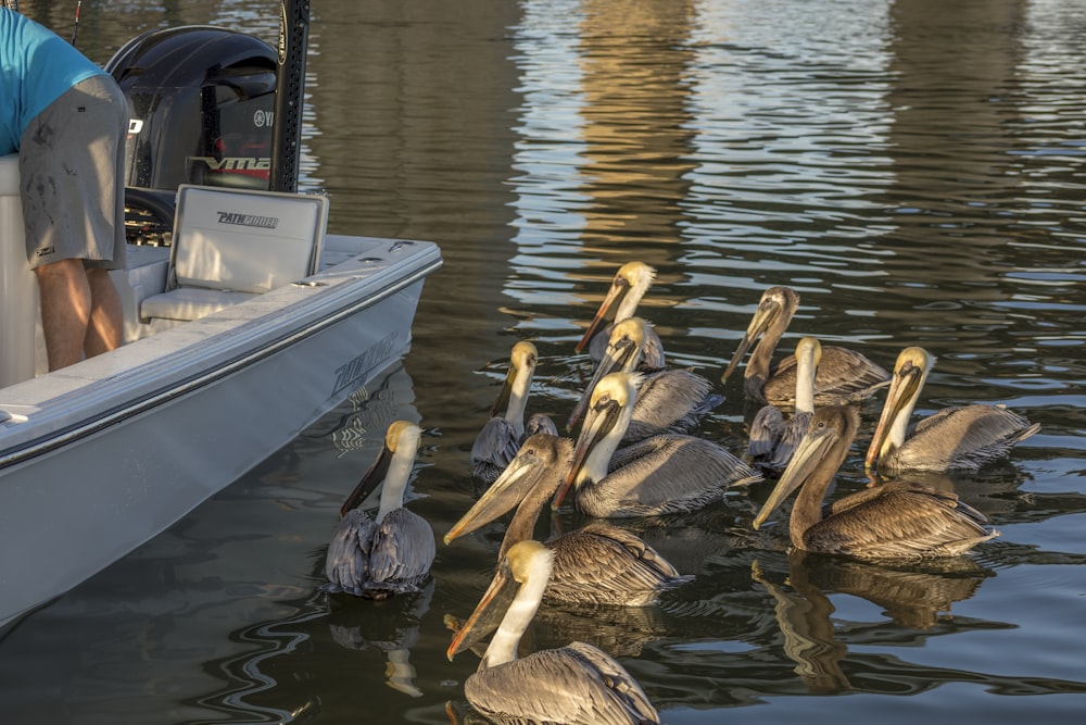 a group of pelicans sitting in the water next to a boat