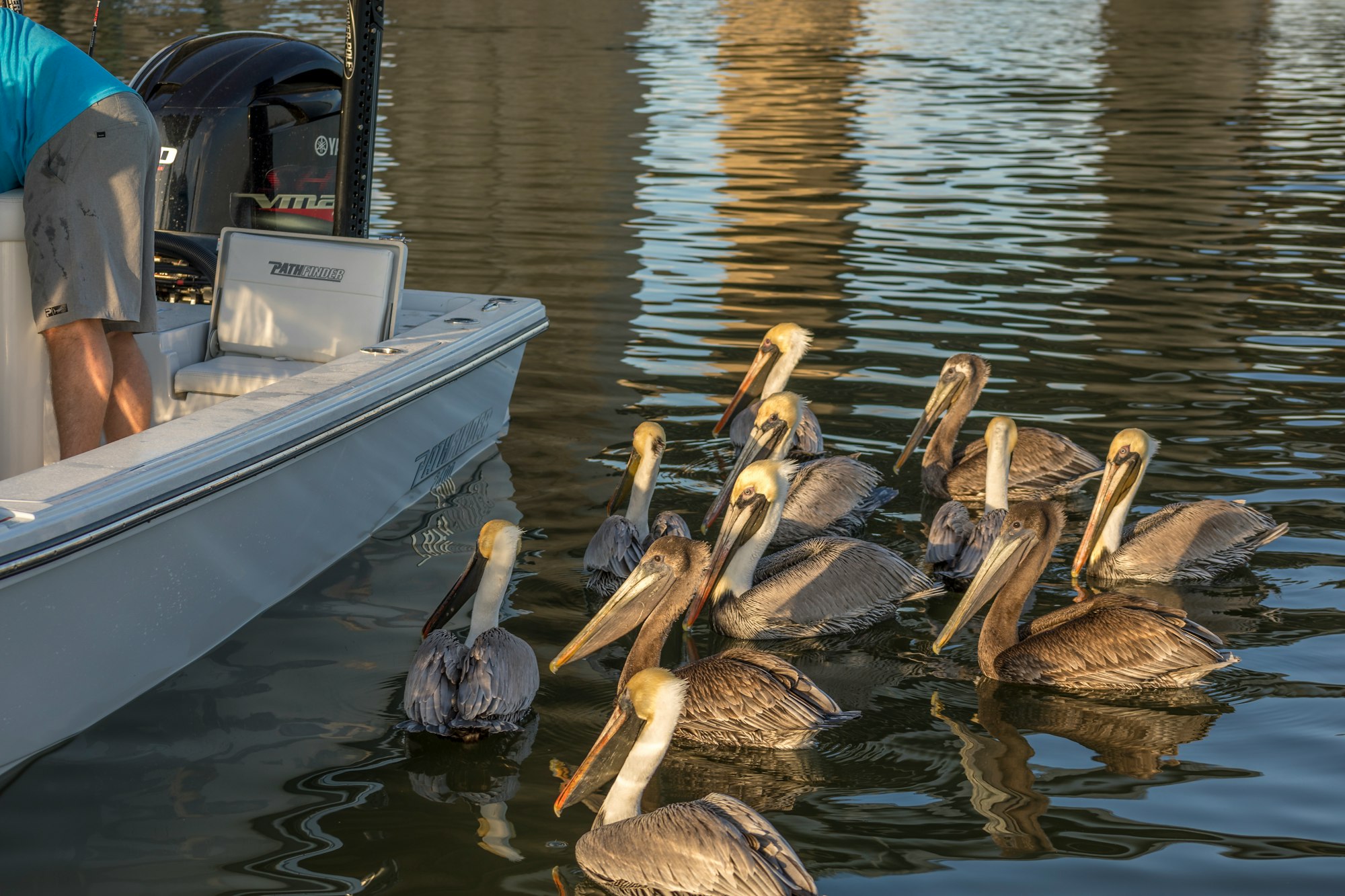 a group of pelicans sitting in the water next to a boat