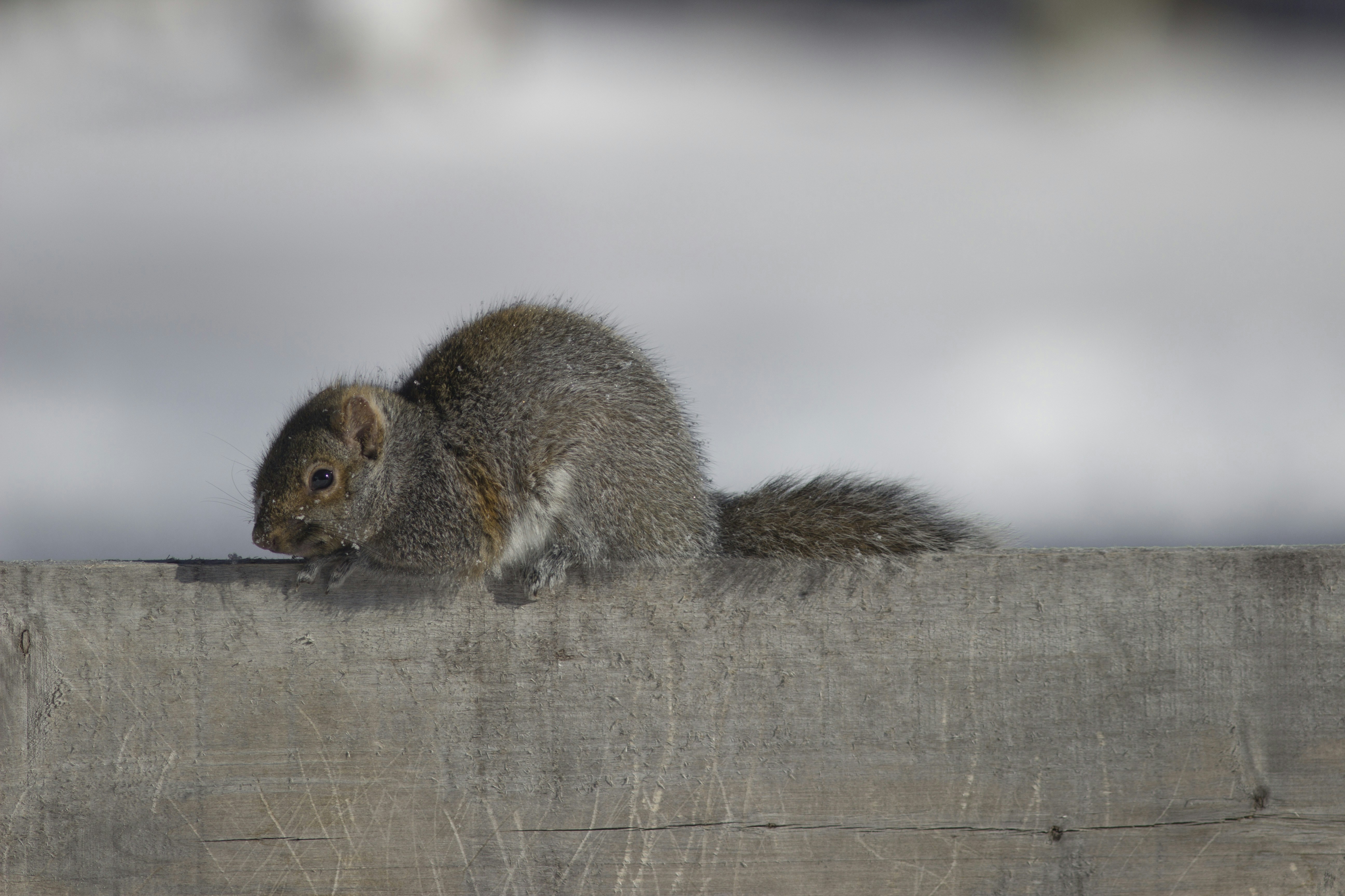 a squirrel sitting on top of a wooden fence