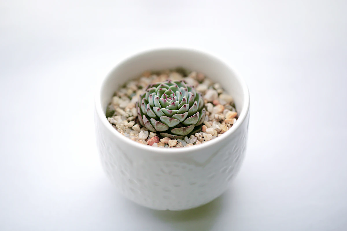 A small green seedling growing out of moist dark soil — the consistently damp organic topsoil that fungus gnat larvae require to complete their lifecycle