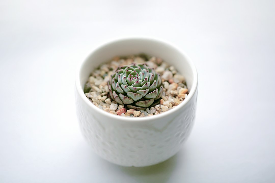ceramic planter closeup