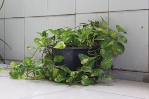 Bamboo Planter Pot