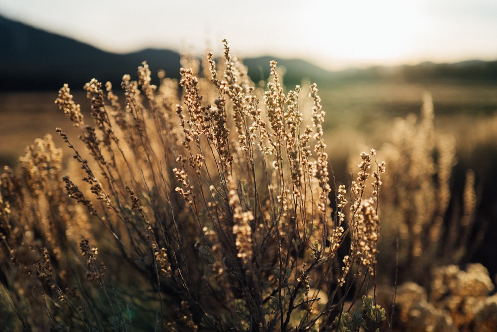 a close up of a plant in a field