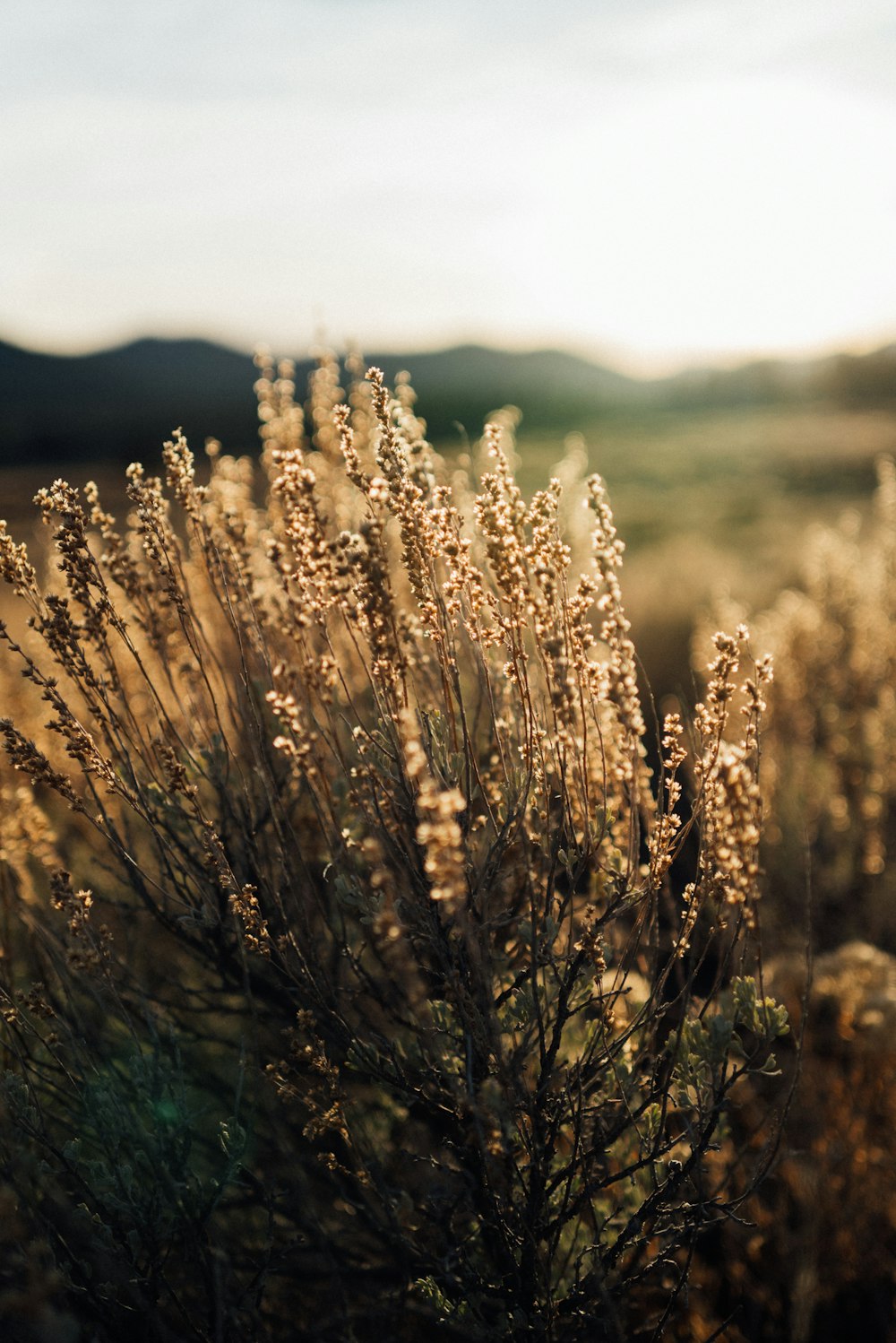 a bush with lots of brown flowers in the middle of a field