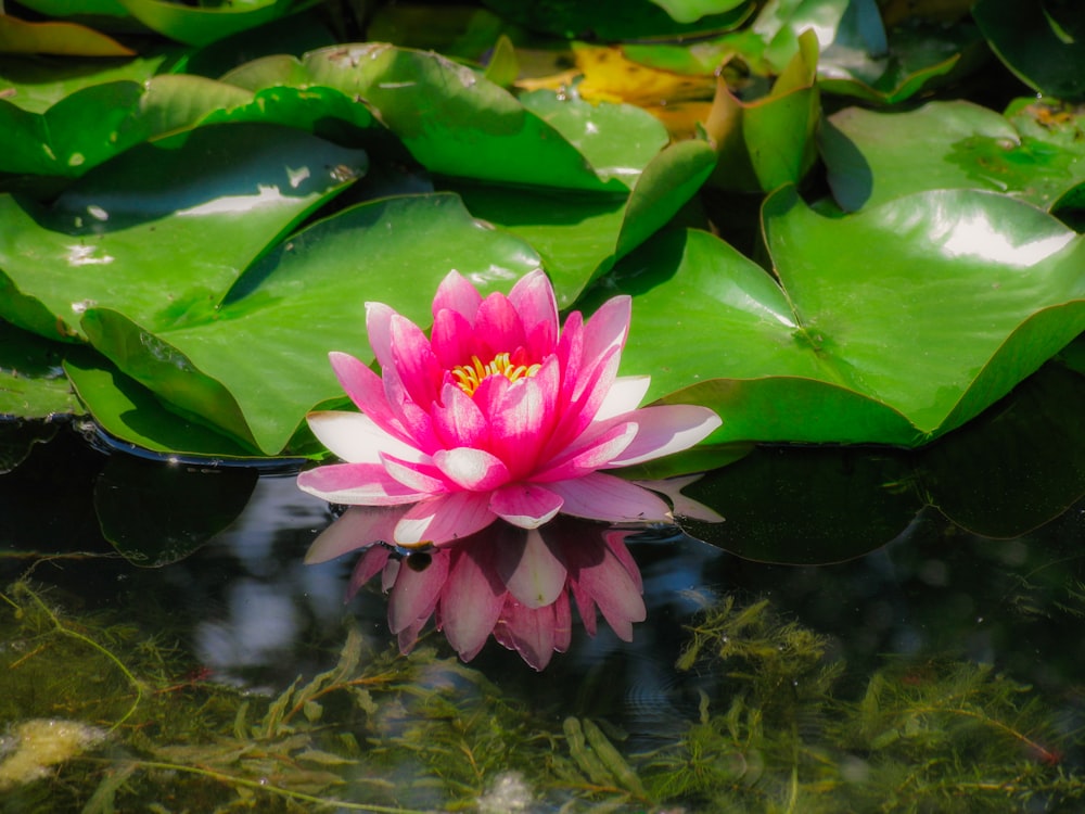 a pink water lily floating on top of green leaves