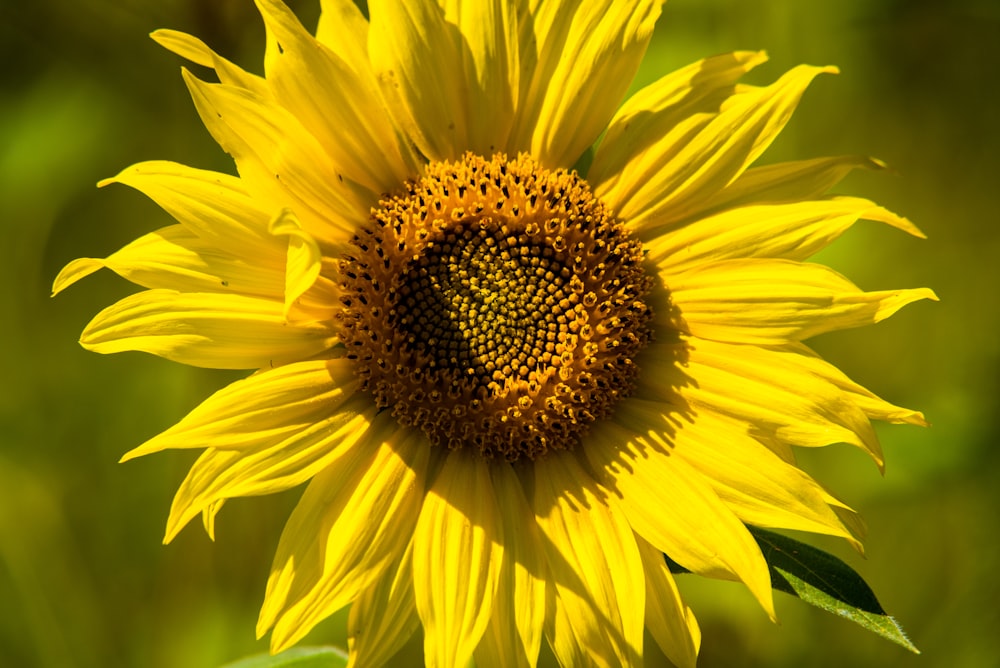 a large yellow sunflower with a green background