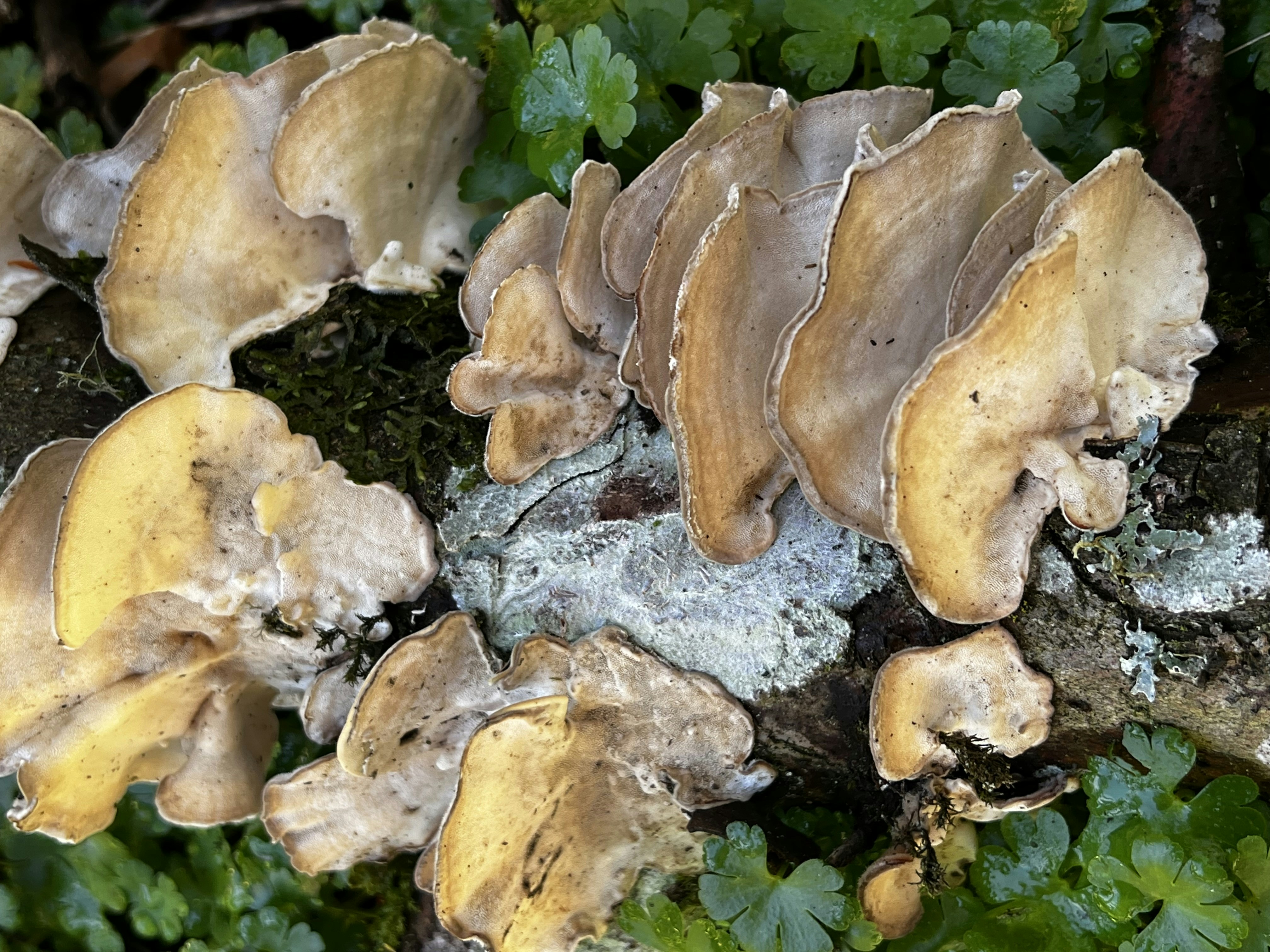 Beaverton, OR, United States cover image