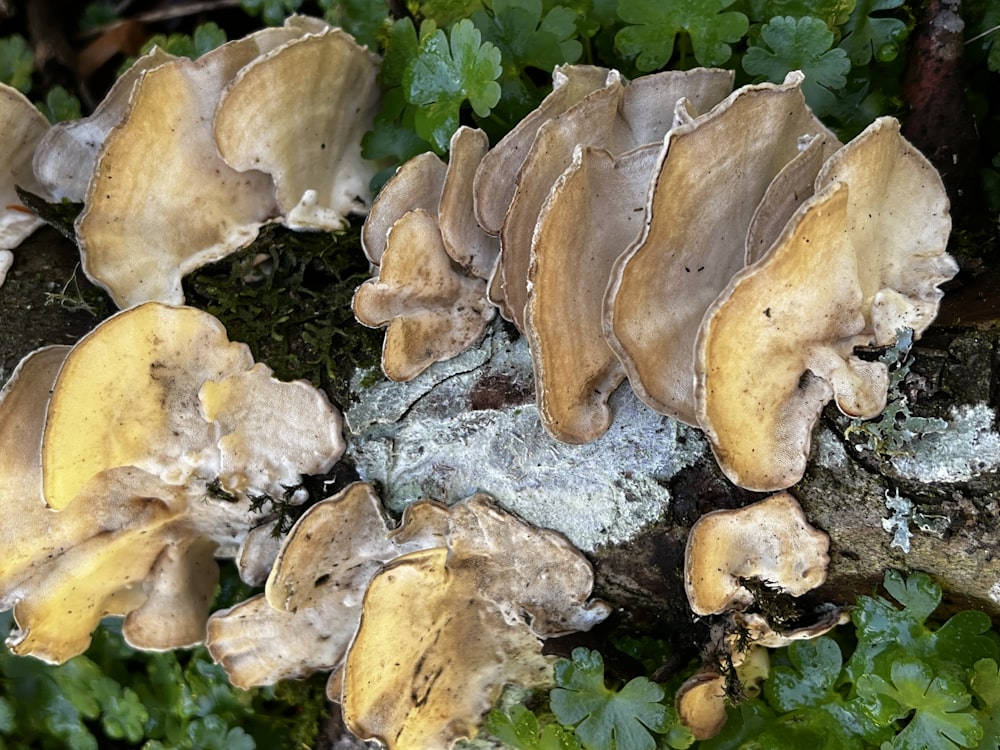 a group of mushrooms growing on a tree stump