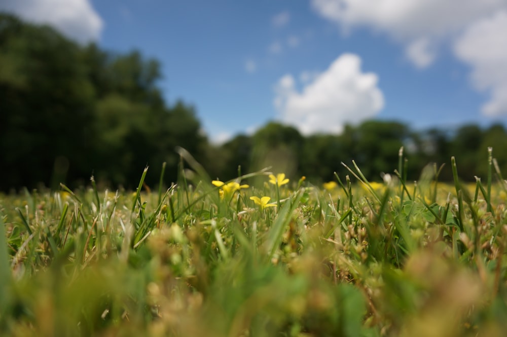 a field of grass with yellow flowers in the foreground