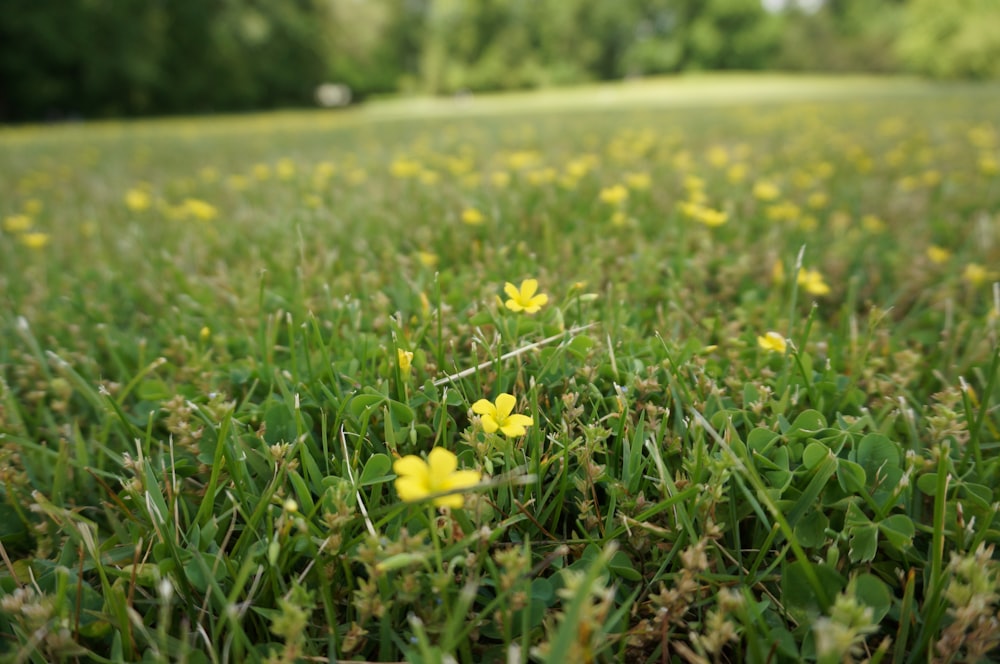 a field of green grass with yellow flowers