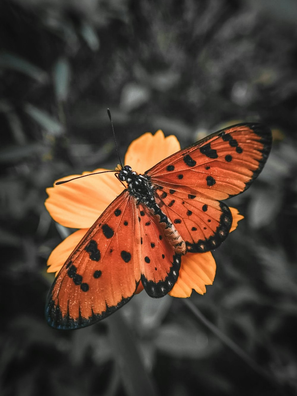 a close up of a butterfly on a flower