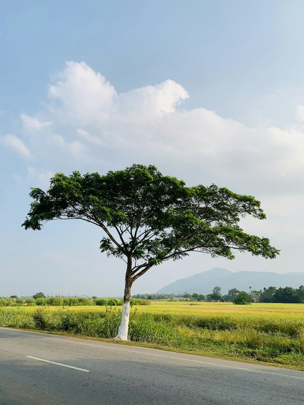 a large tree on the side of a road