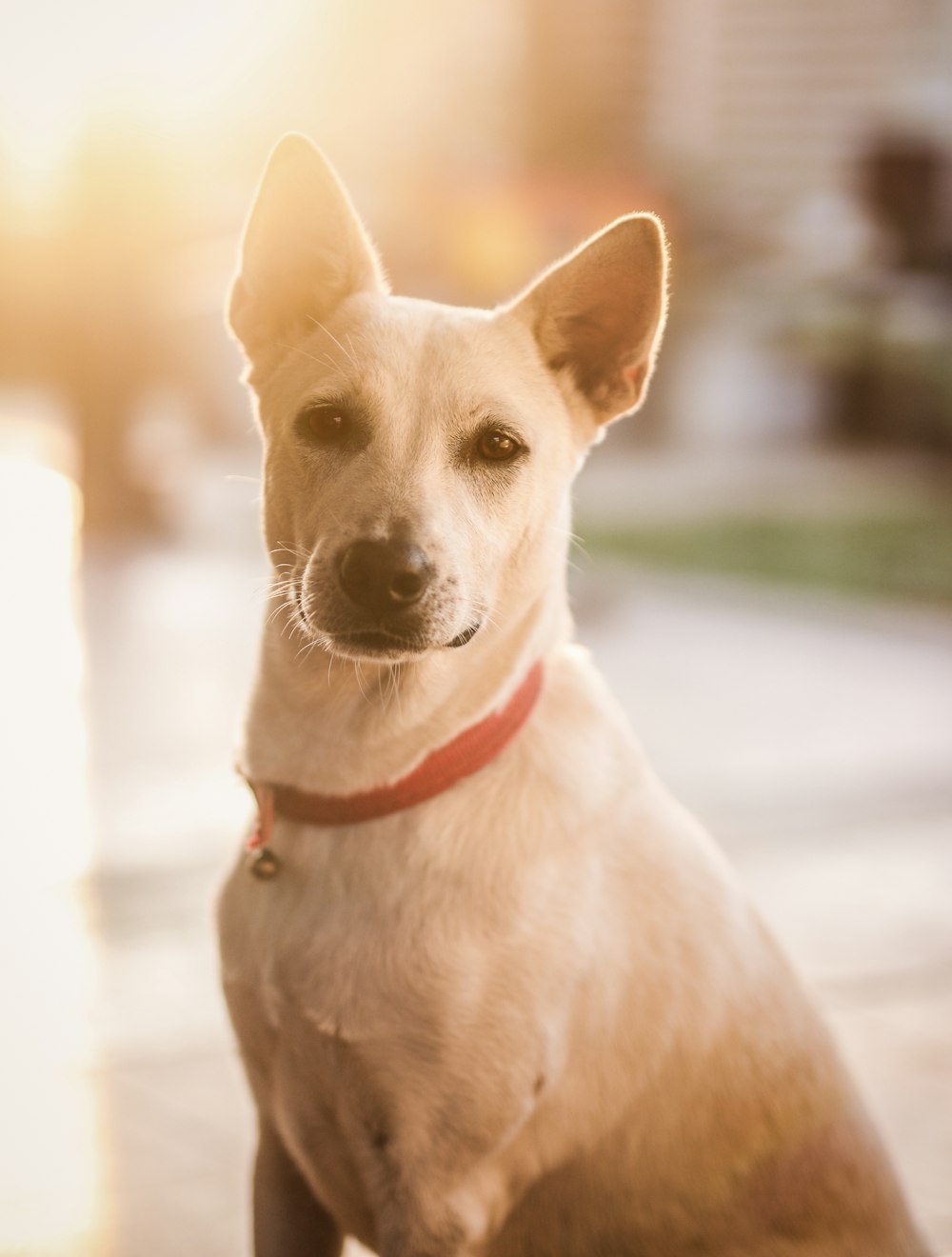 a white dog sitting on a sidewalk in the sun