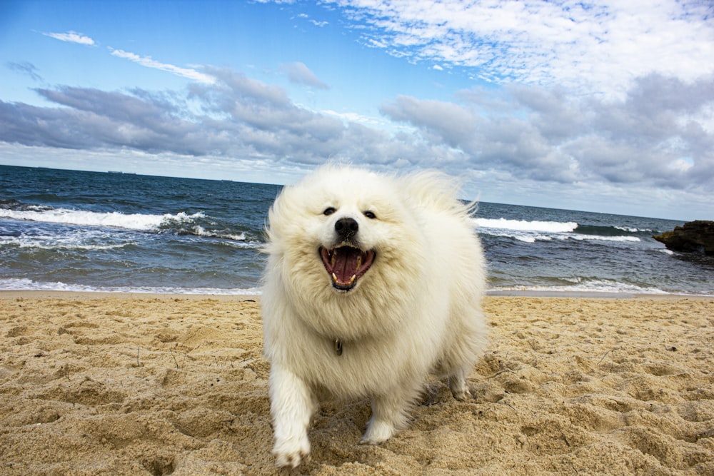 a white dog standing on top of a sandy beach