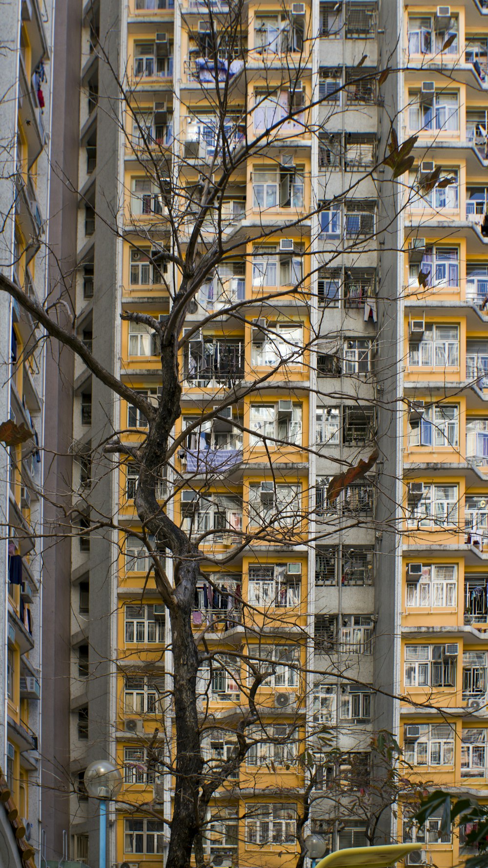 a tree in front of a tall building