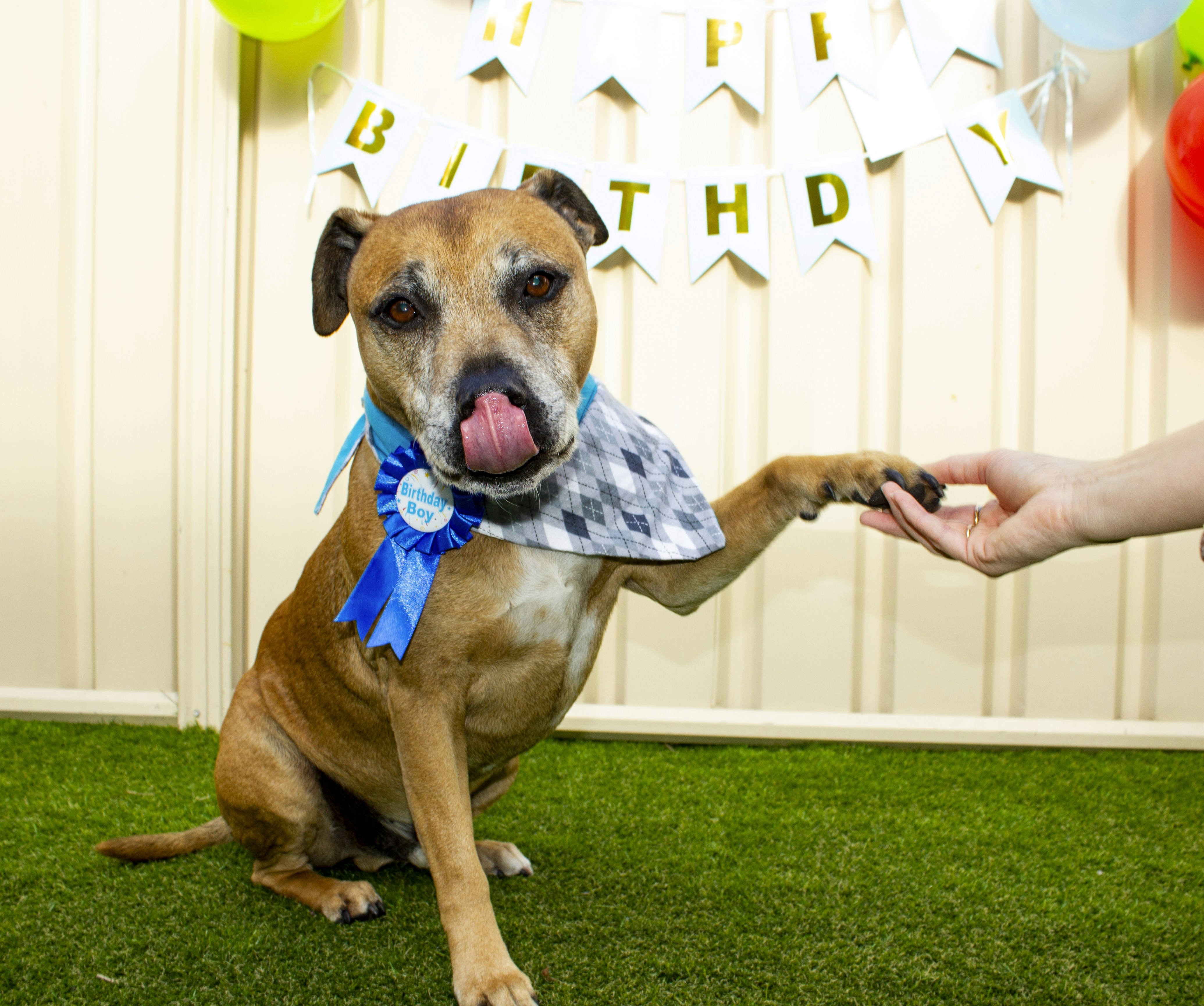 a brown dog sitting on top of a lush green field
