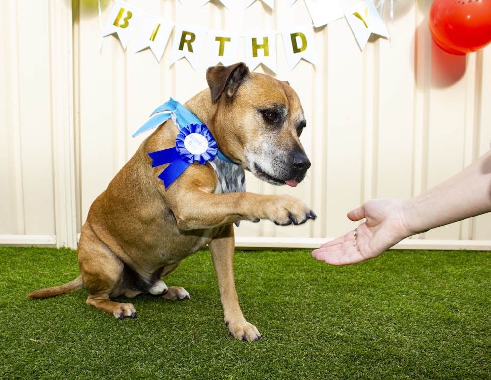 a brown dog standing on its hind legs with a blue ribbon on it's