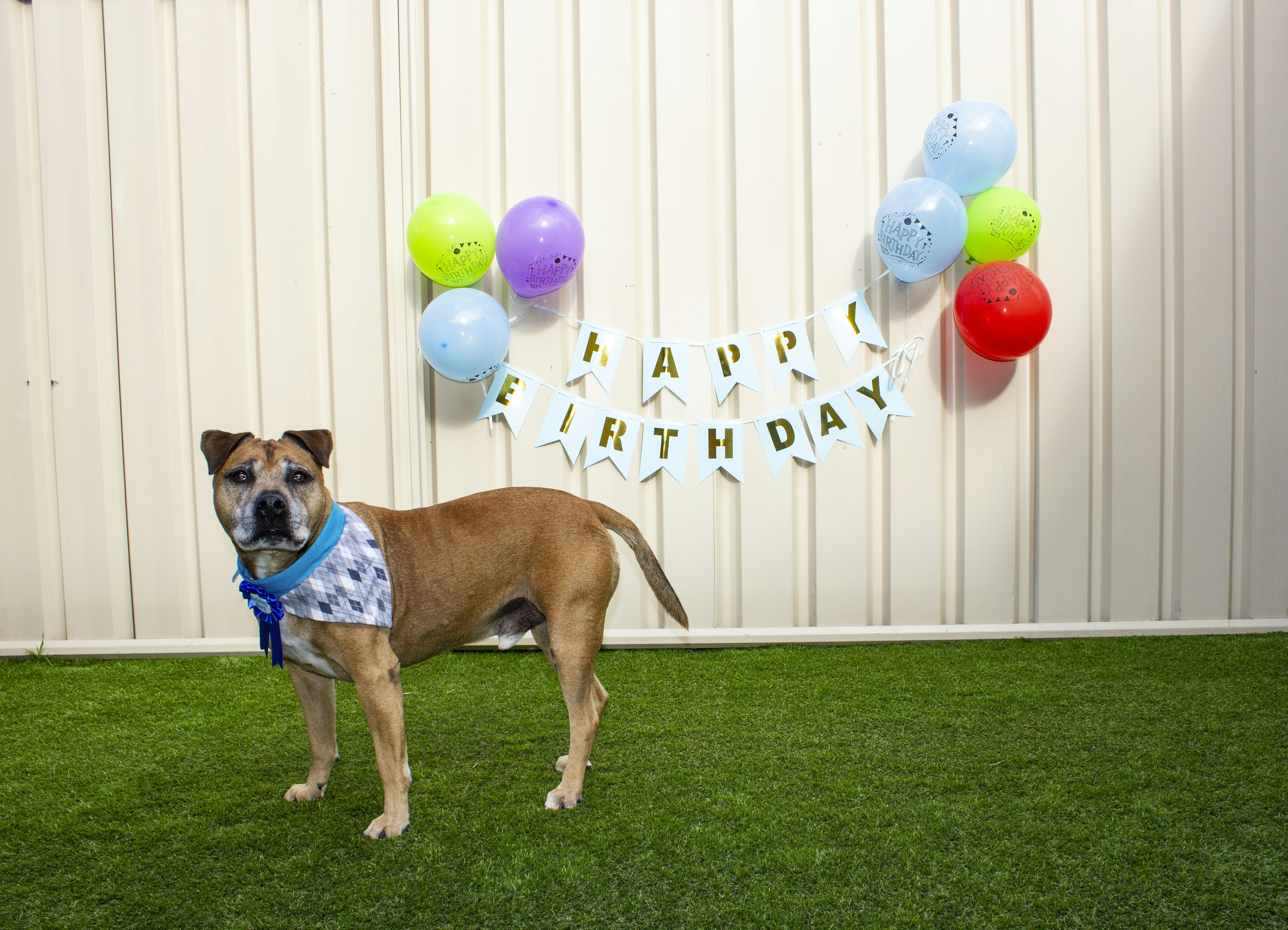 Photo by pawtography_perth