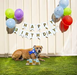A dog is lying on a grassy surface wearing a blue ribbon around its neck. In front of the dog, there are small cupcakes topped with blue icing. Above, a banner spells out 'Happy Birthday' and colorful balloons are attached to the wall.