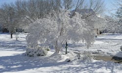 a tree covered in snow next to a sidewalk