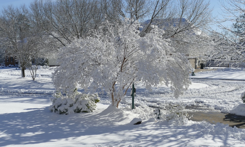 a tree covered in snow next to a sidewalk