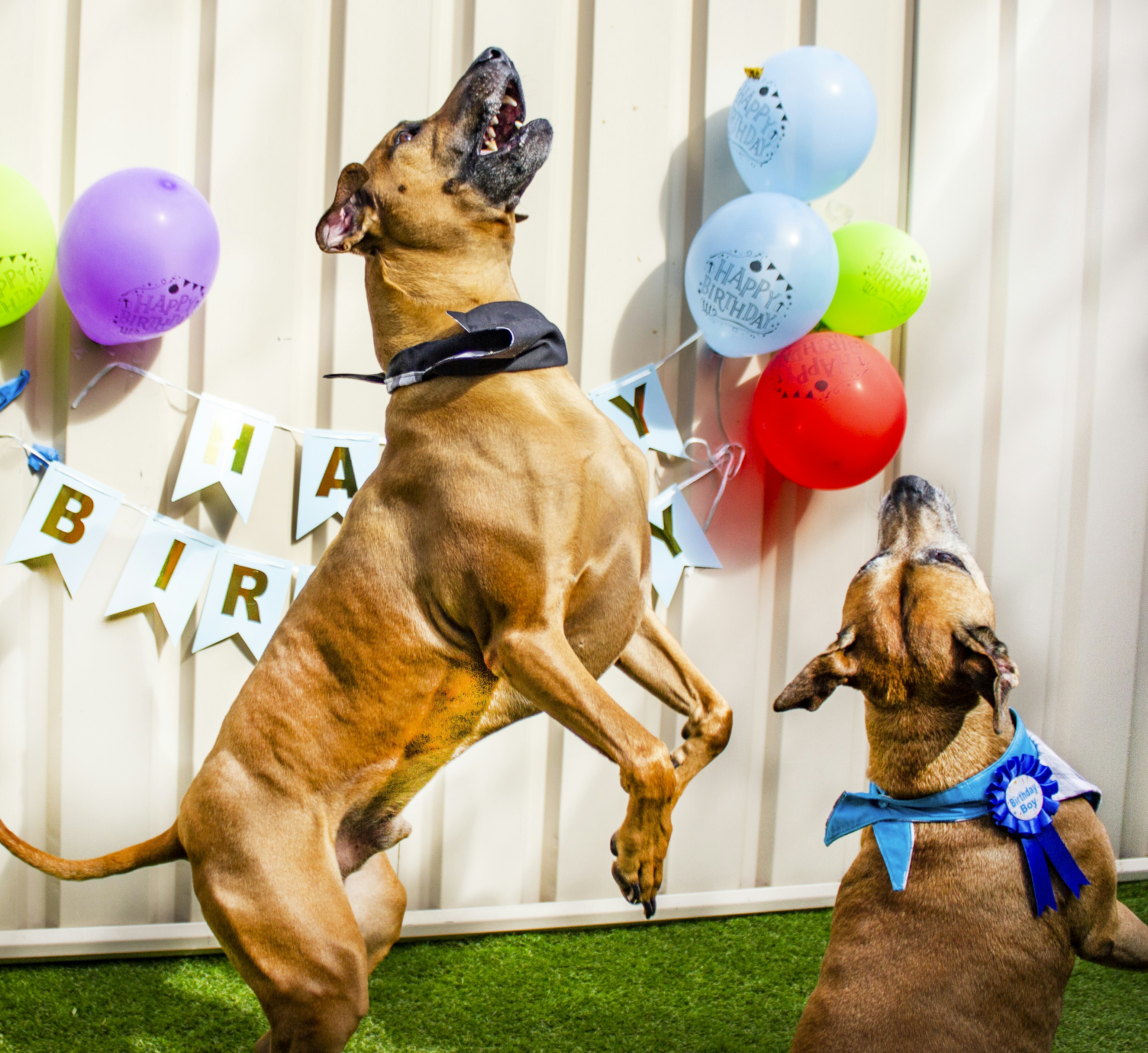 Photo by pawtography_perth