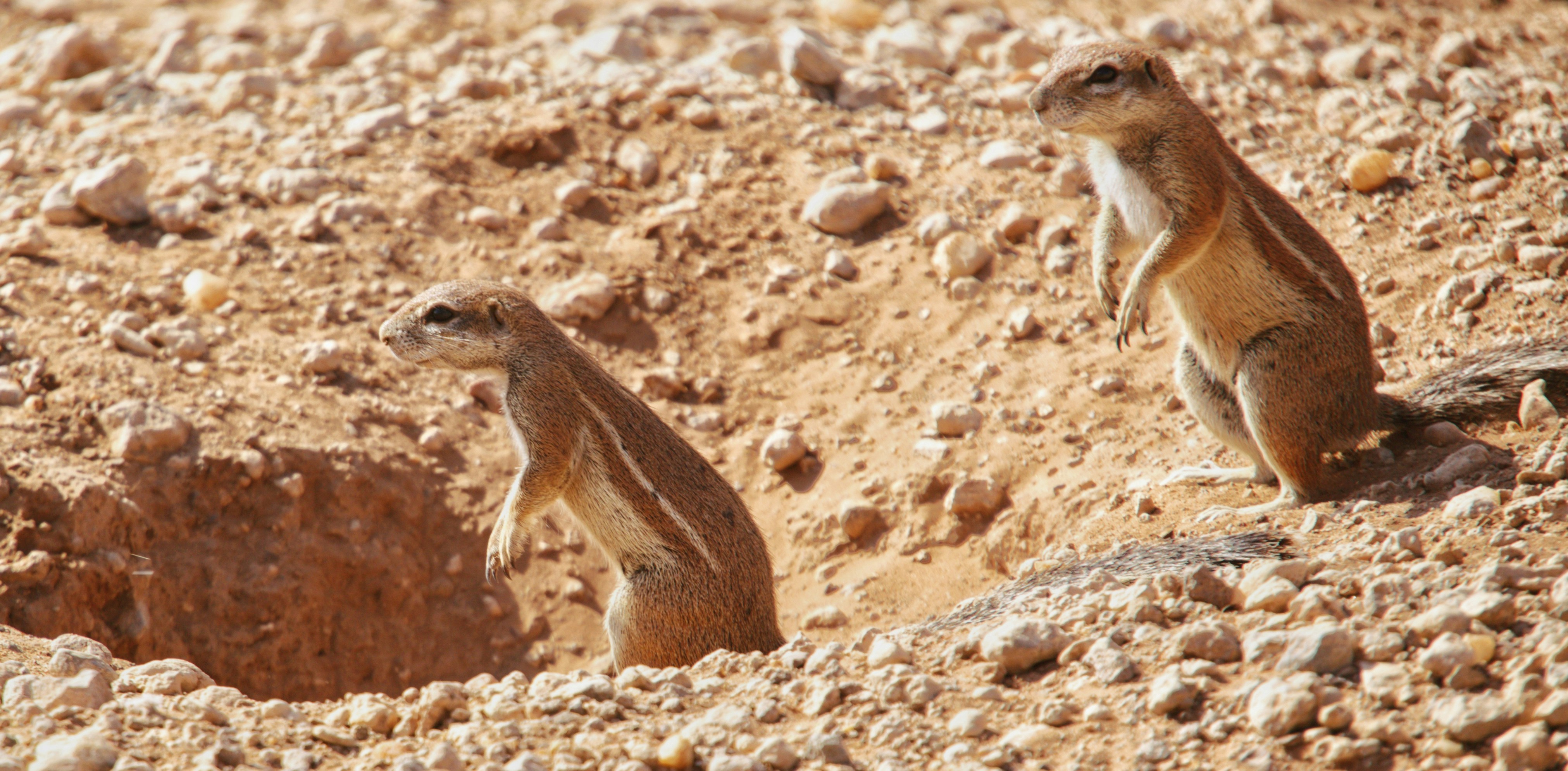 Ground Squirrel