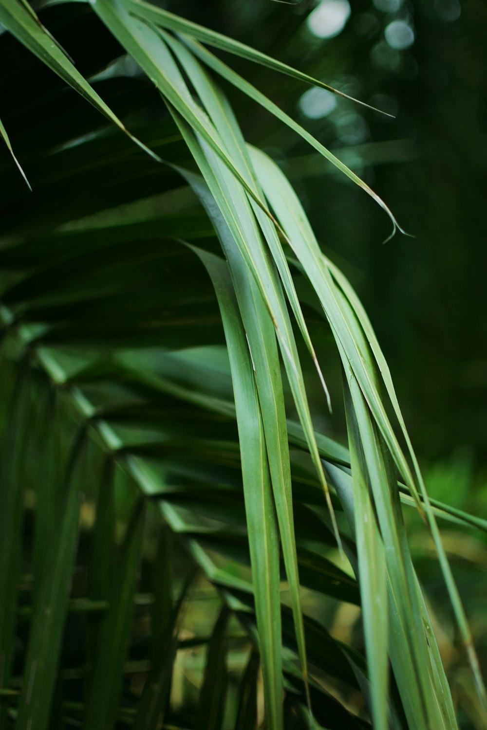 a close up of a palm tree with green leaves