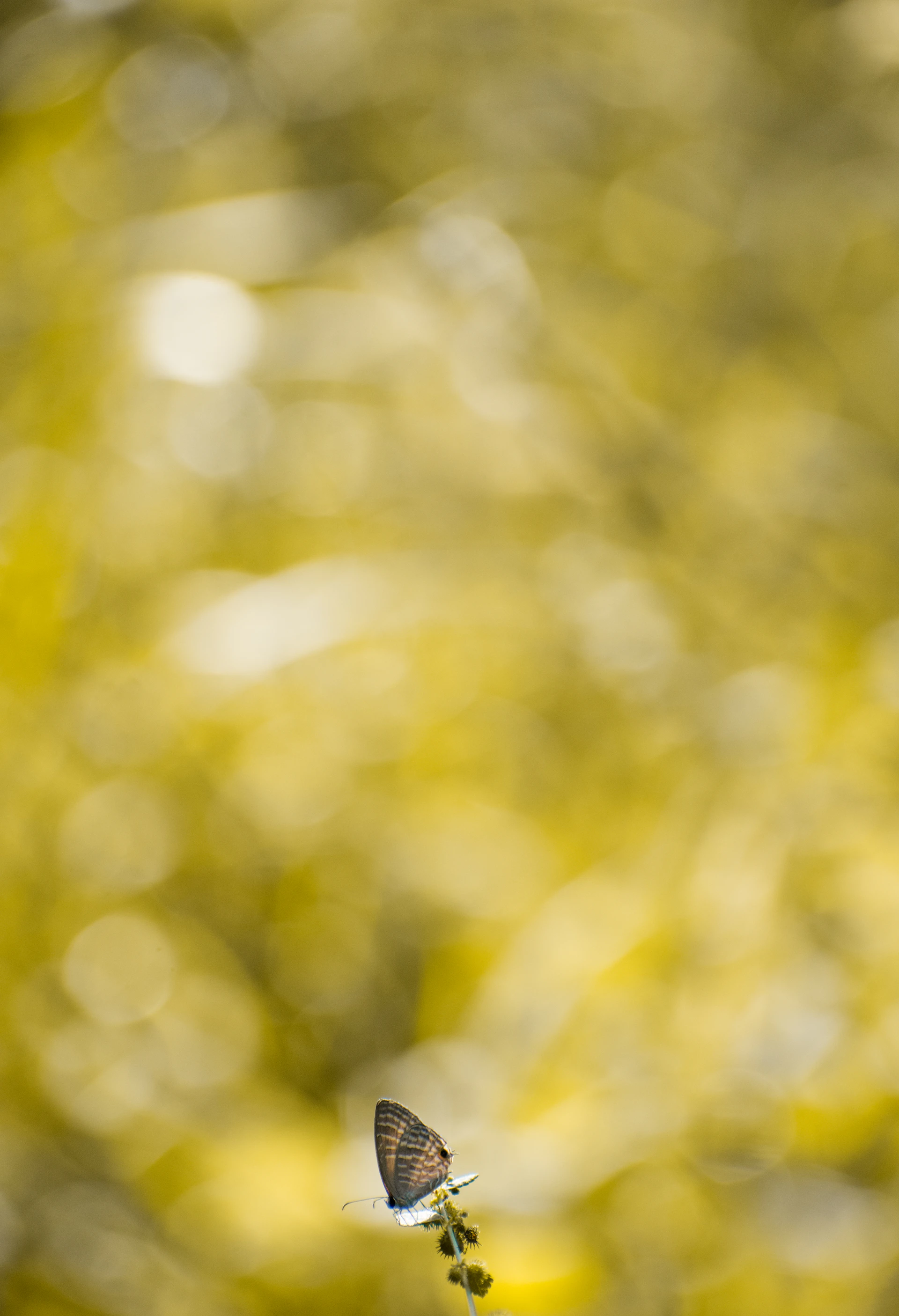 a butterfly flying over a leaf filled tree