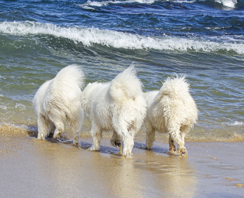 three white dogs playing in the water at the beach
