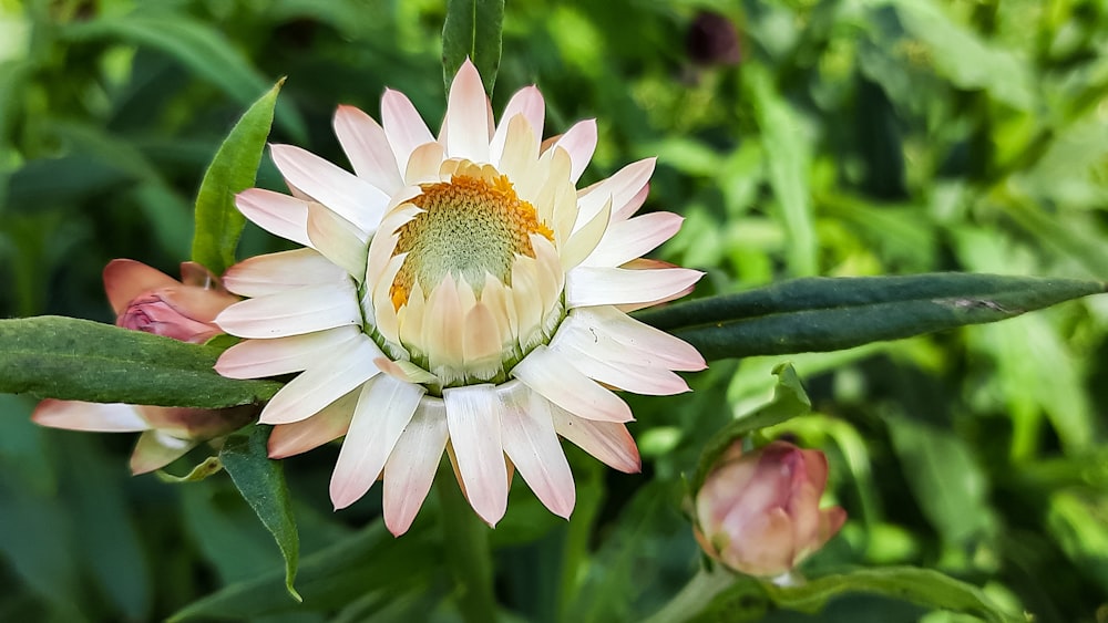 a pink and white flower with green leaves in the background