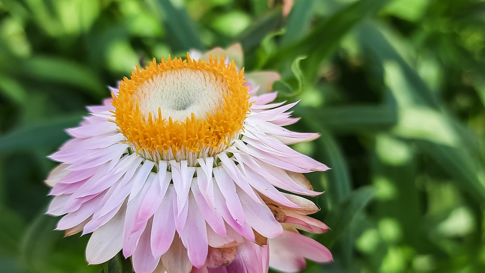 a pink and white flower with a yellow center