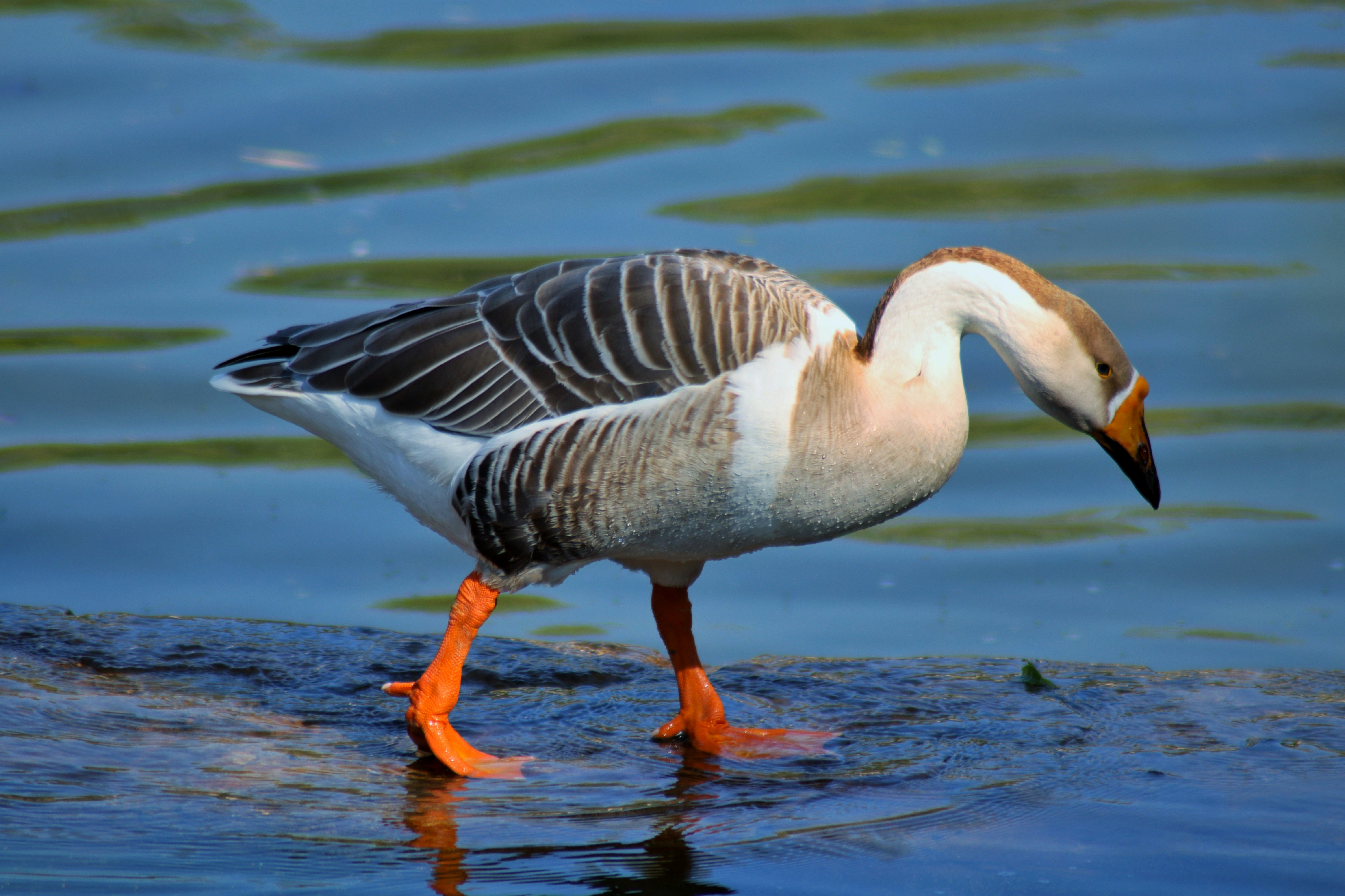 Photo by saubhagya2304