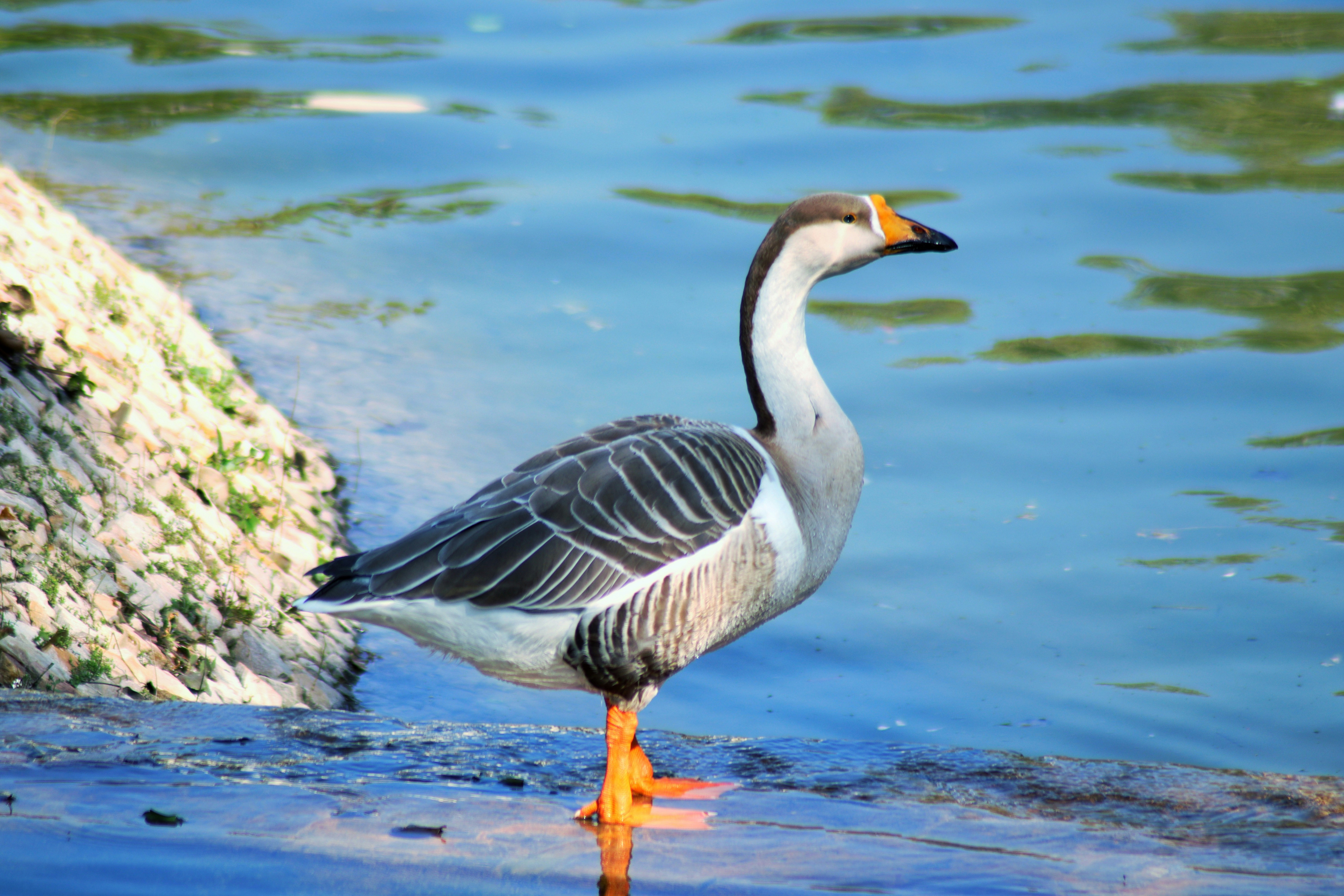 Photo by saubhagya2304