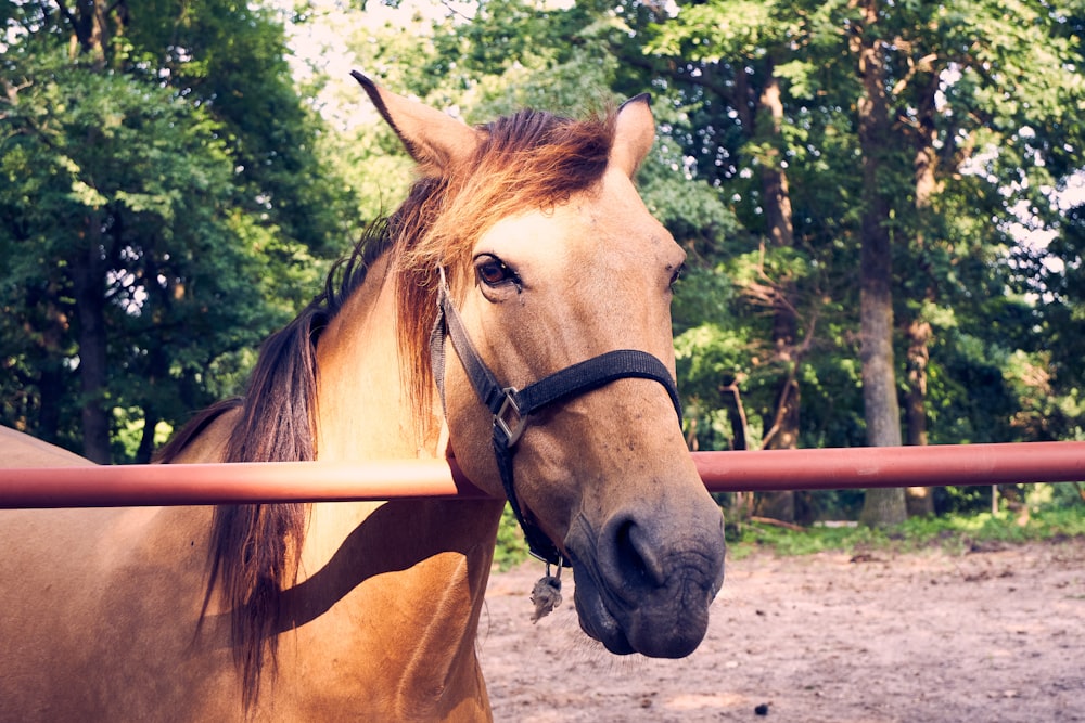 a close up of a horse behind a fence