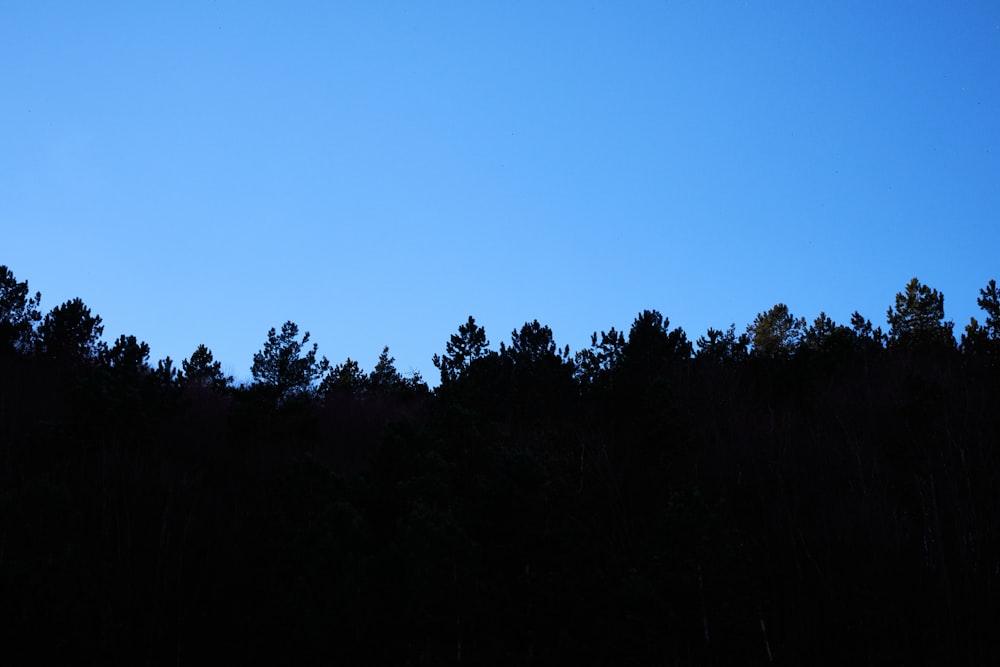 the silhouette of trees against a blue sky