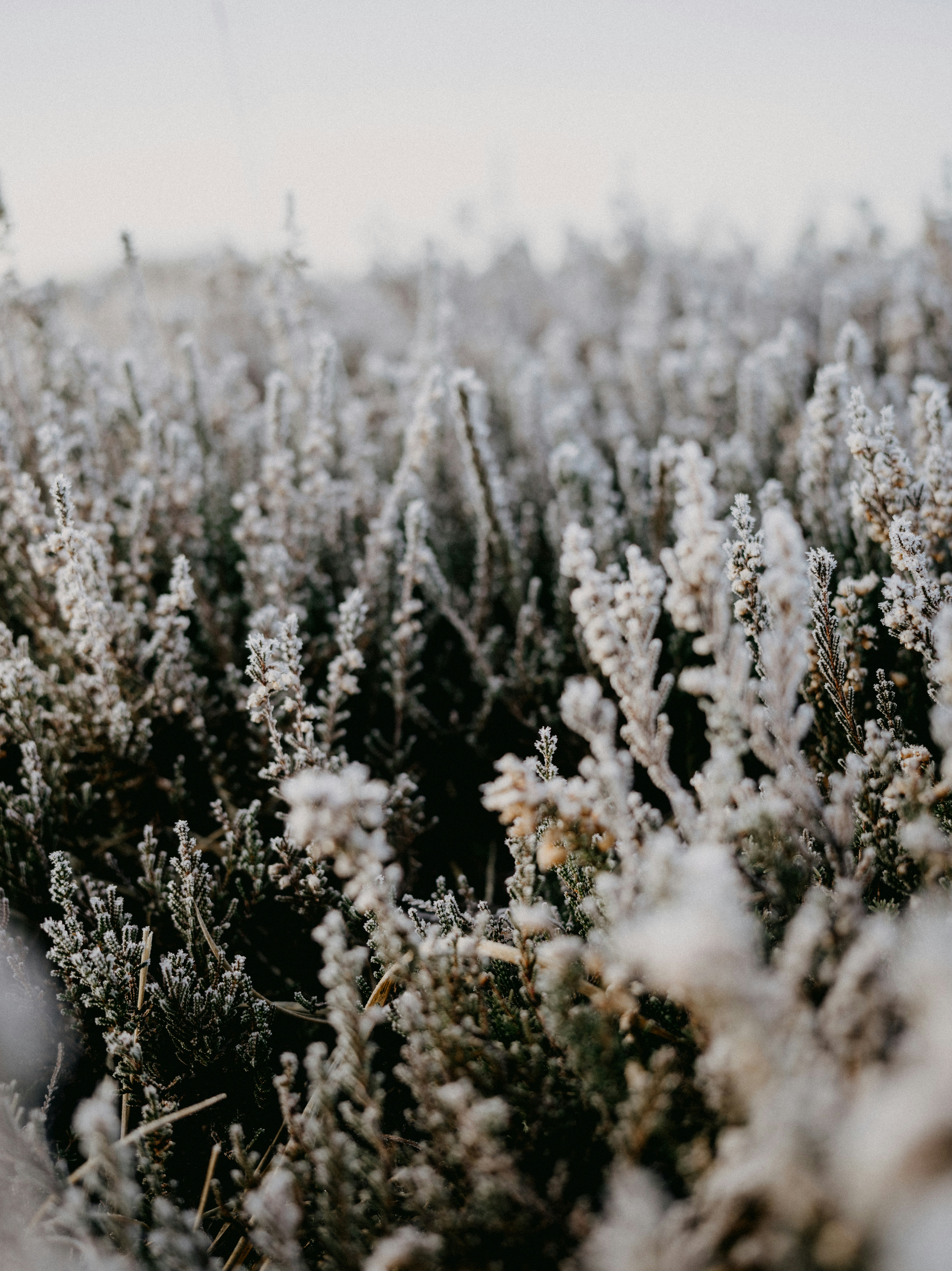 Photo by anniespratt