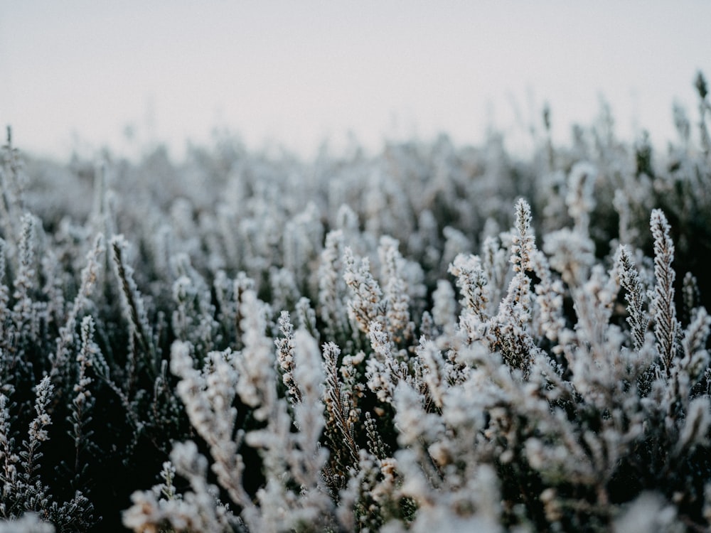 a bunch of plants that are covered in snow