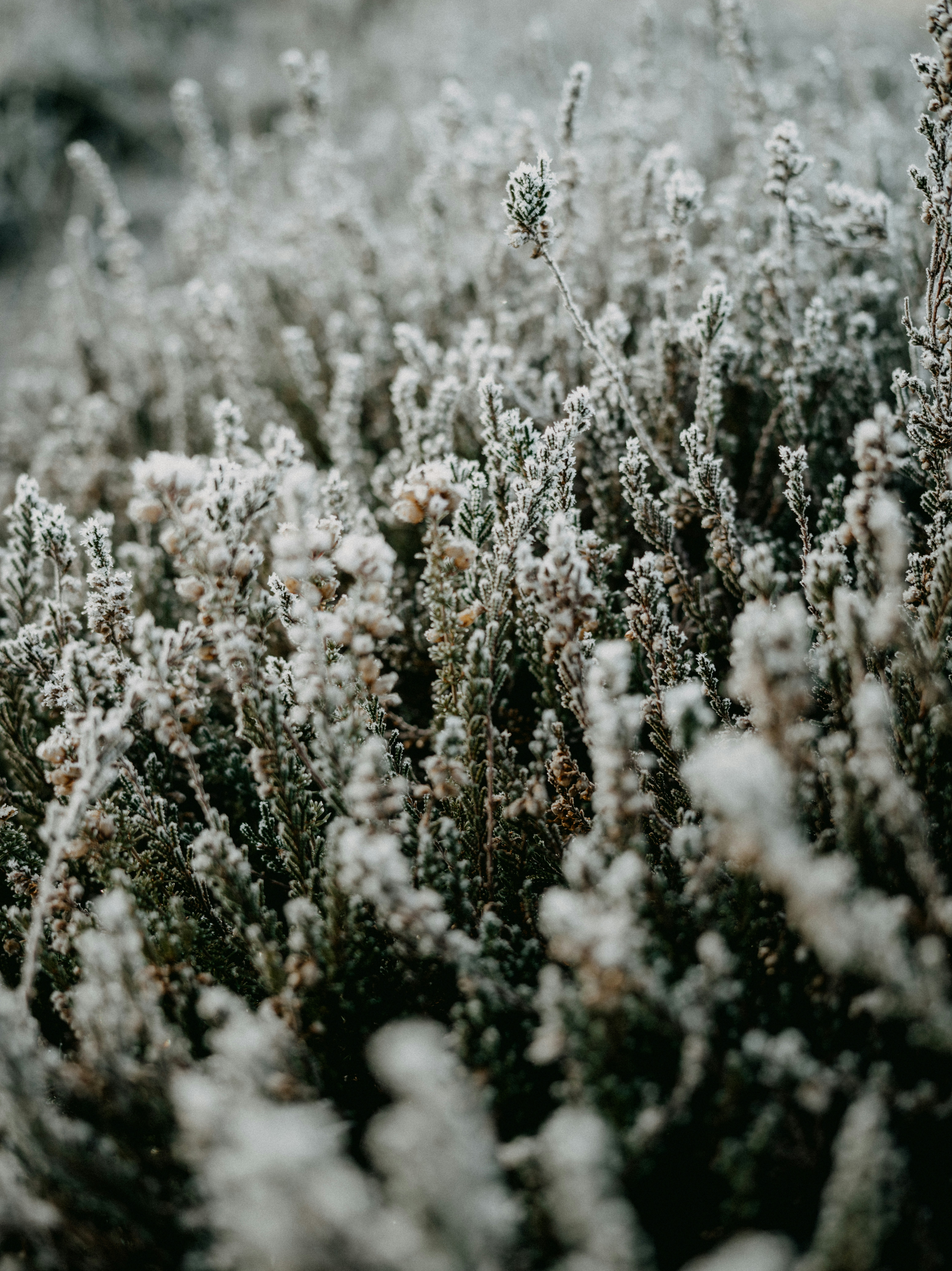 Photo by anniespratt