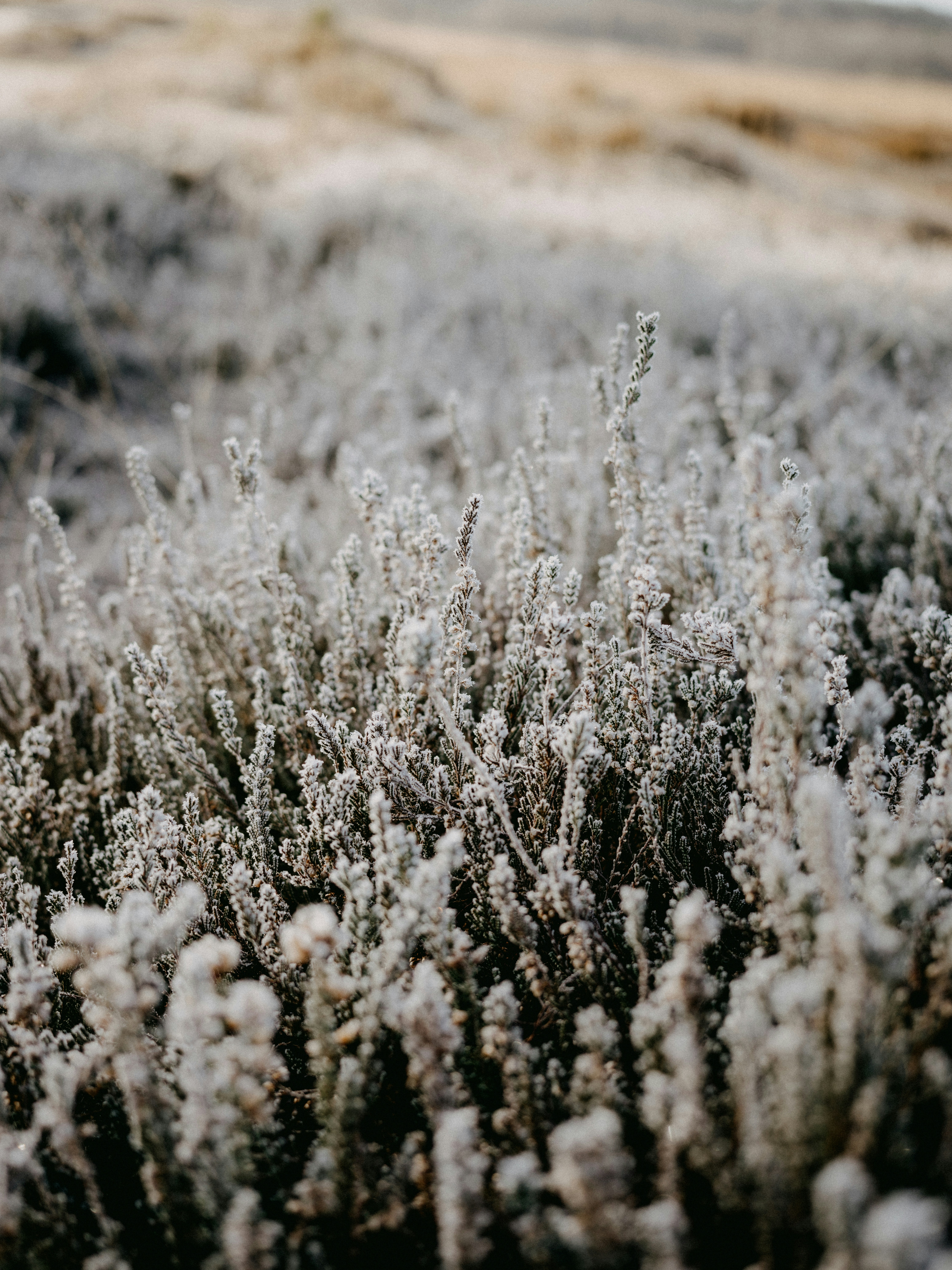 Photo by anniespratt