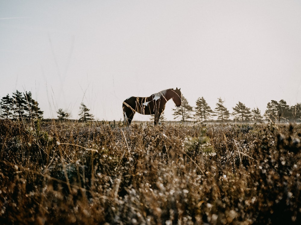 a horse that is standing in the grass