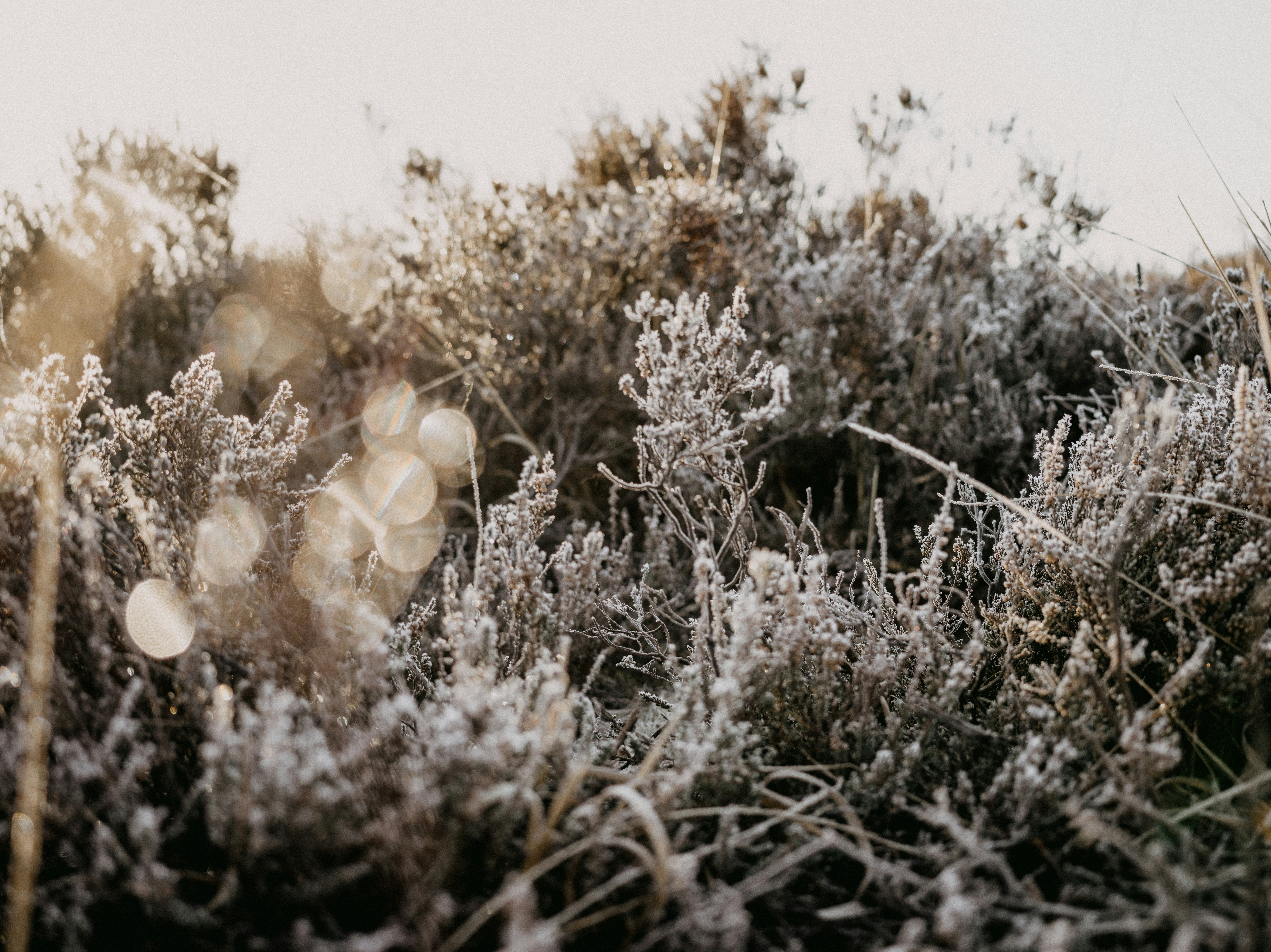 Photo by anniespratt