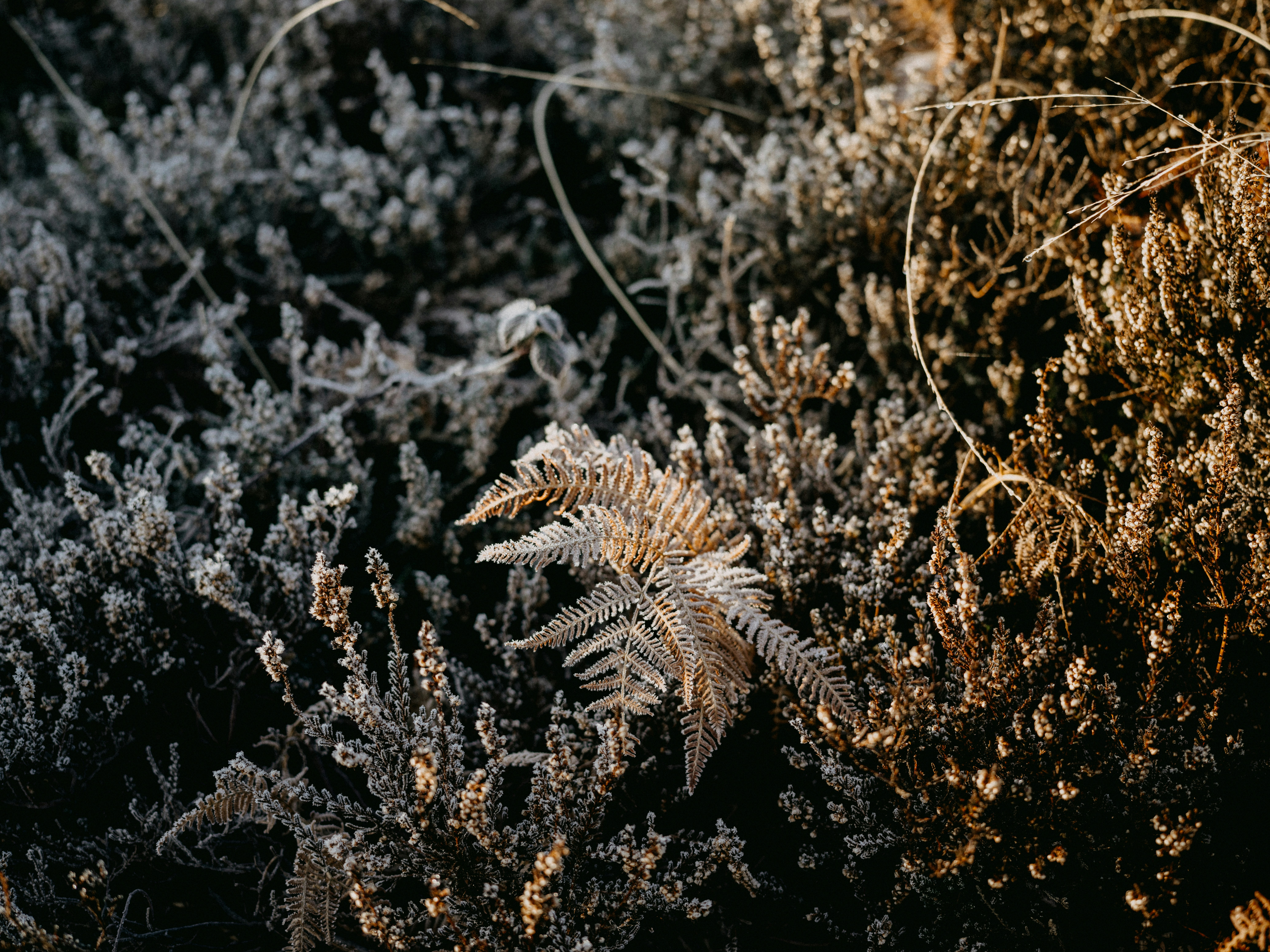 Photo by anniespratt