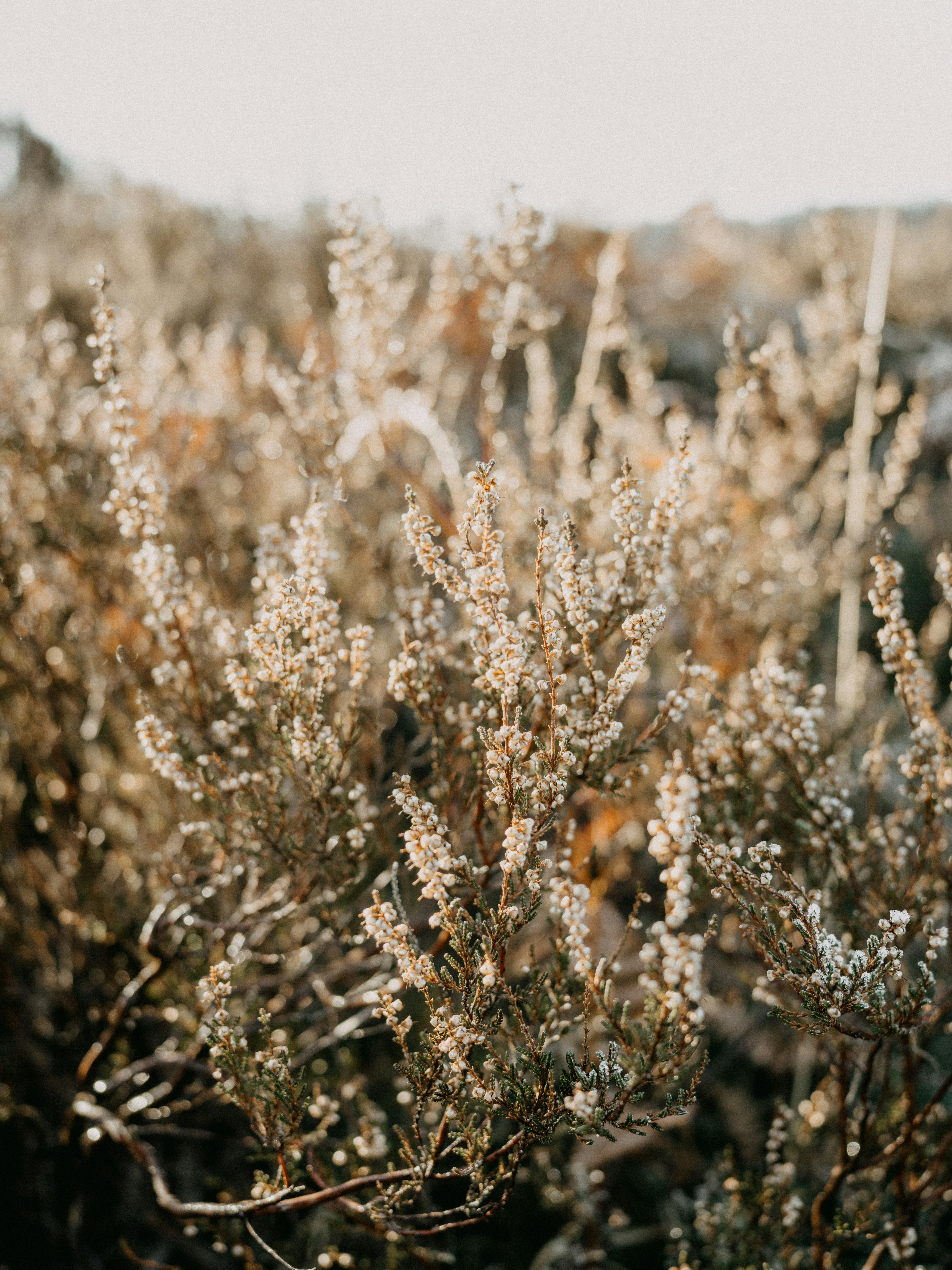 Photo by anniespratt